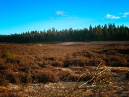 IMGP3878-1_Kolde Morgen i Kompedal